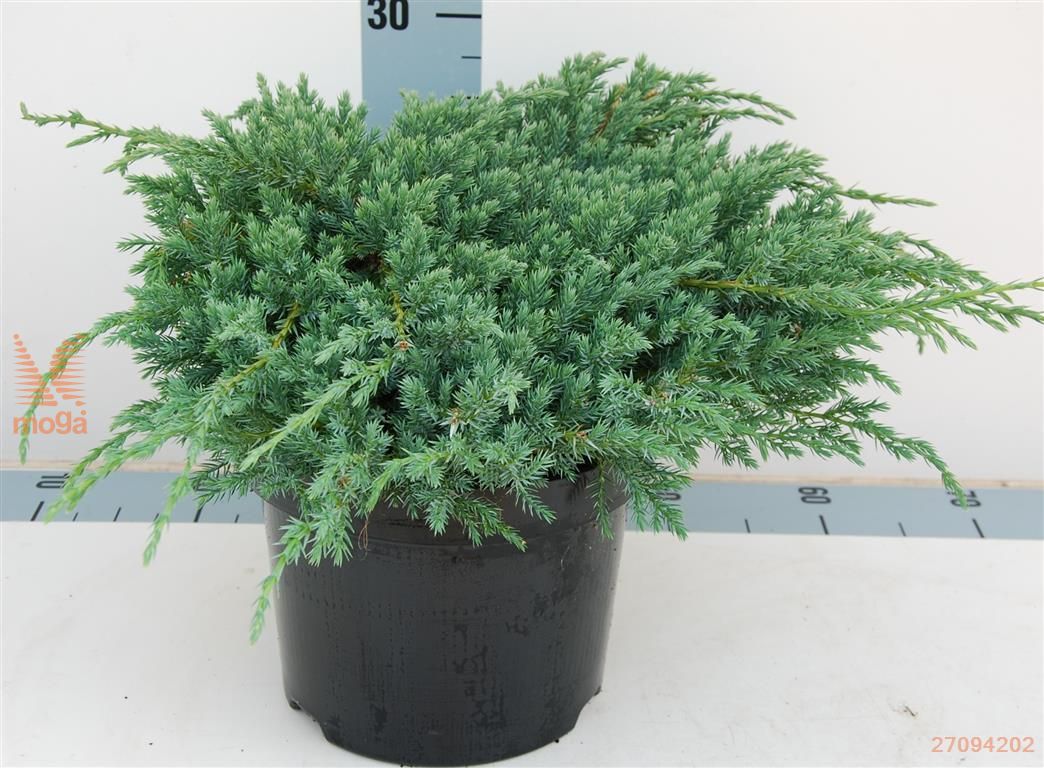 Ienupar "Blue Carpet" / Juniperus squamata "Blue Carpet" aduce eleganță și frumusețe în grădina ta verde.