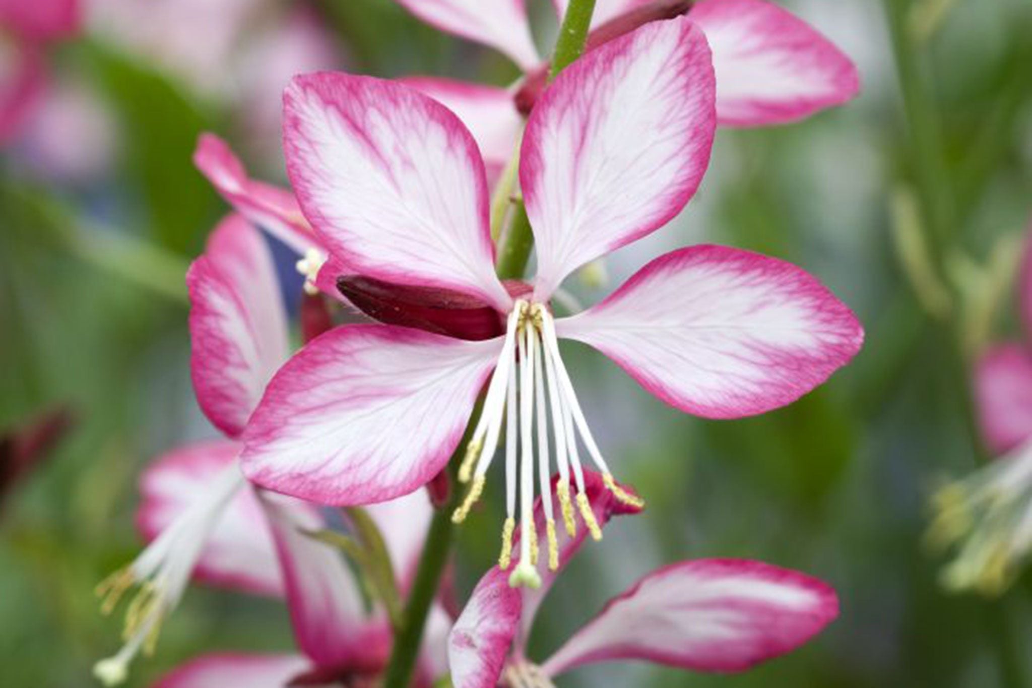 Gaura lindheimeri "Rosy Jane"