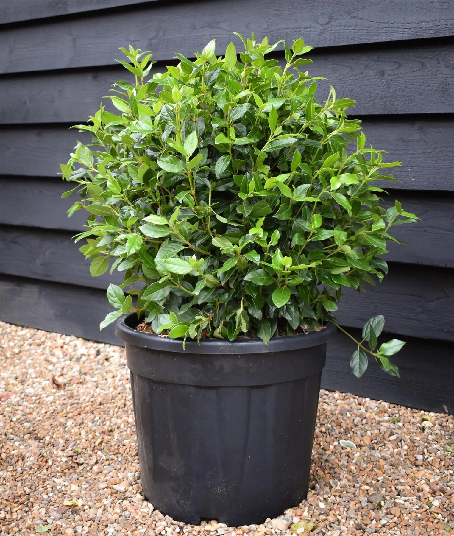 Viburnum tinus "Eve Price" minge / Viburnum tinus "Eve Price"/