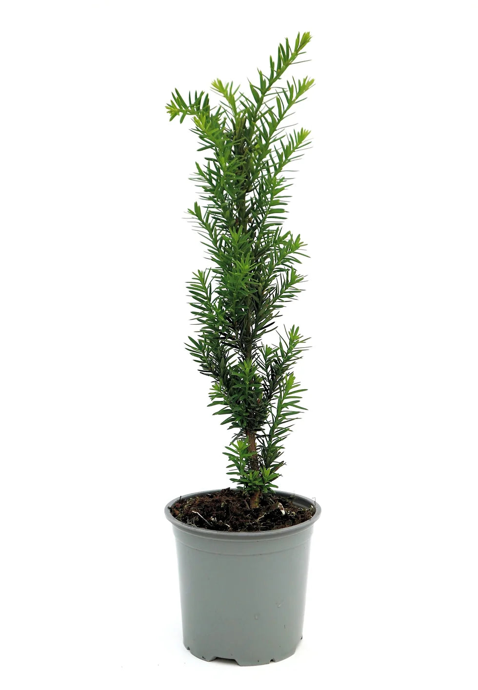 Tisa "Hillii" 0.20 m / Taxus x media "Hillii" /