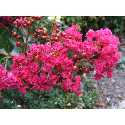 Liliac Indian "Caroline Beauty" arbore 1.70 - 2.00 m / Lagerstroemia Indica "Caroline Beauty" / - Gradina Noastra