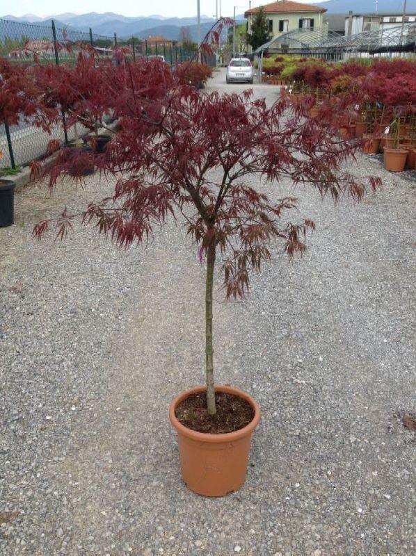 Artar japonez "Inaba Shidare" 1.20 - 1.40 m / Acer palmatum dissectum "Inaba Shidare"/ gradina-noastra