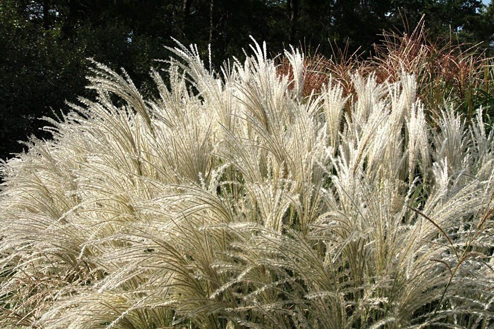 Iarba elefantului "Kleine Fontane" 1.00 - 1.50 m / Miscanthus sinensis "Kleine Fontane"/ gradina-noastra