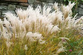 Iarba elefantului "Kleine Fontane" 1.00 - 1.50 m / Miscanthus sinensis "Kleine Fontane"/ gradina-noastra