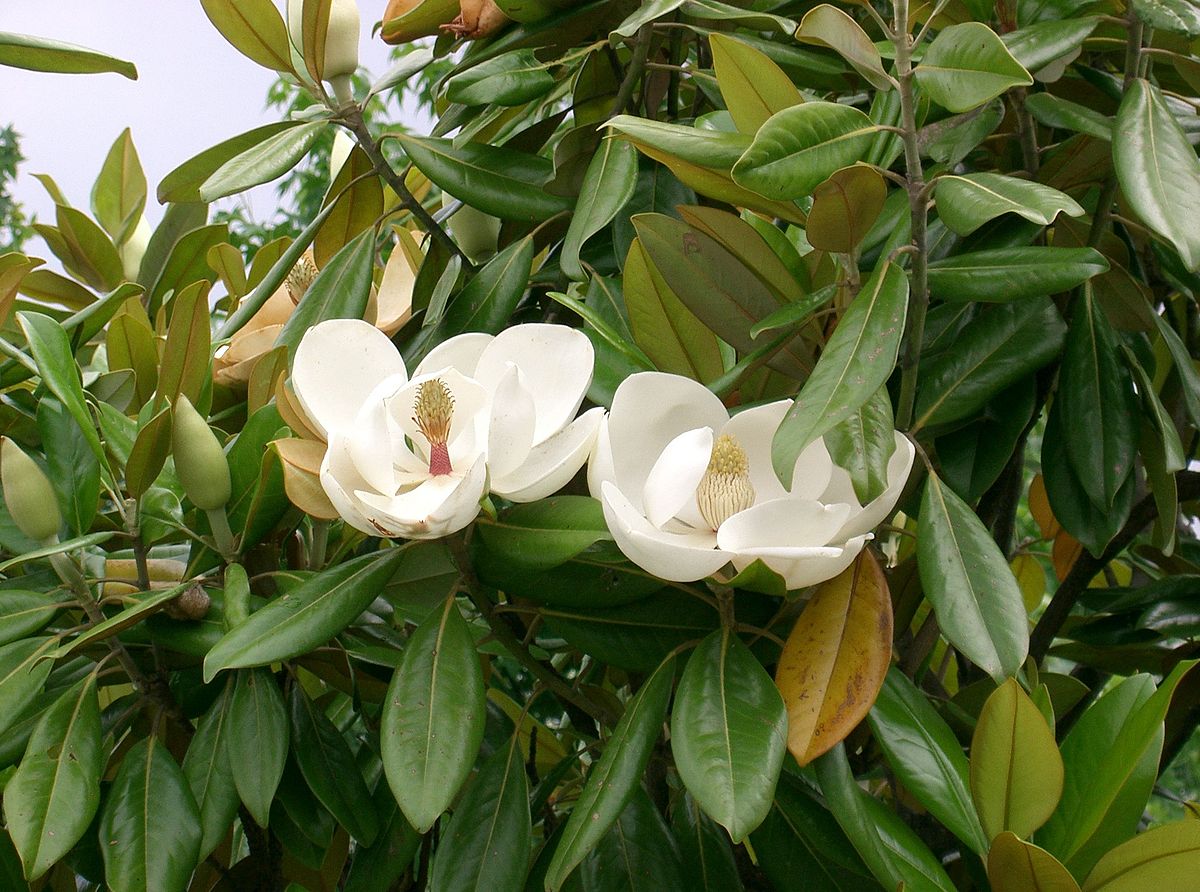 Magnolia vesnic verde "Goliath" multitulpinala / Magnolia grandiflora "Goliath"