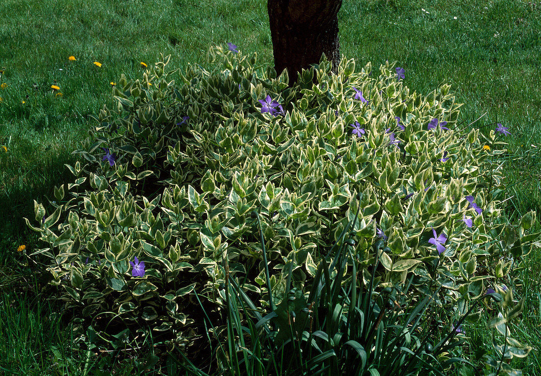 Vinca major "Variegata" 0.20 - 0.40 m