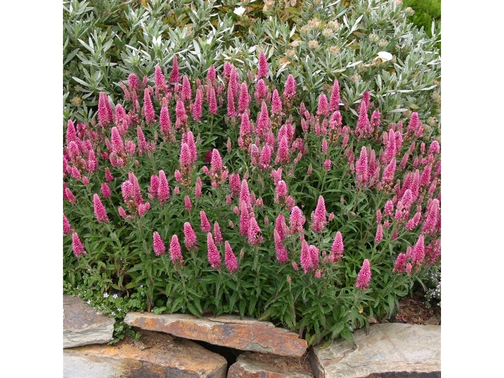 Veronica "Rose Zwerg" 0.10 - 0.20 m