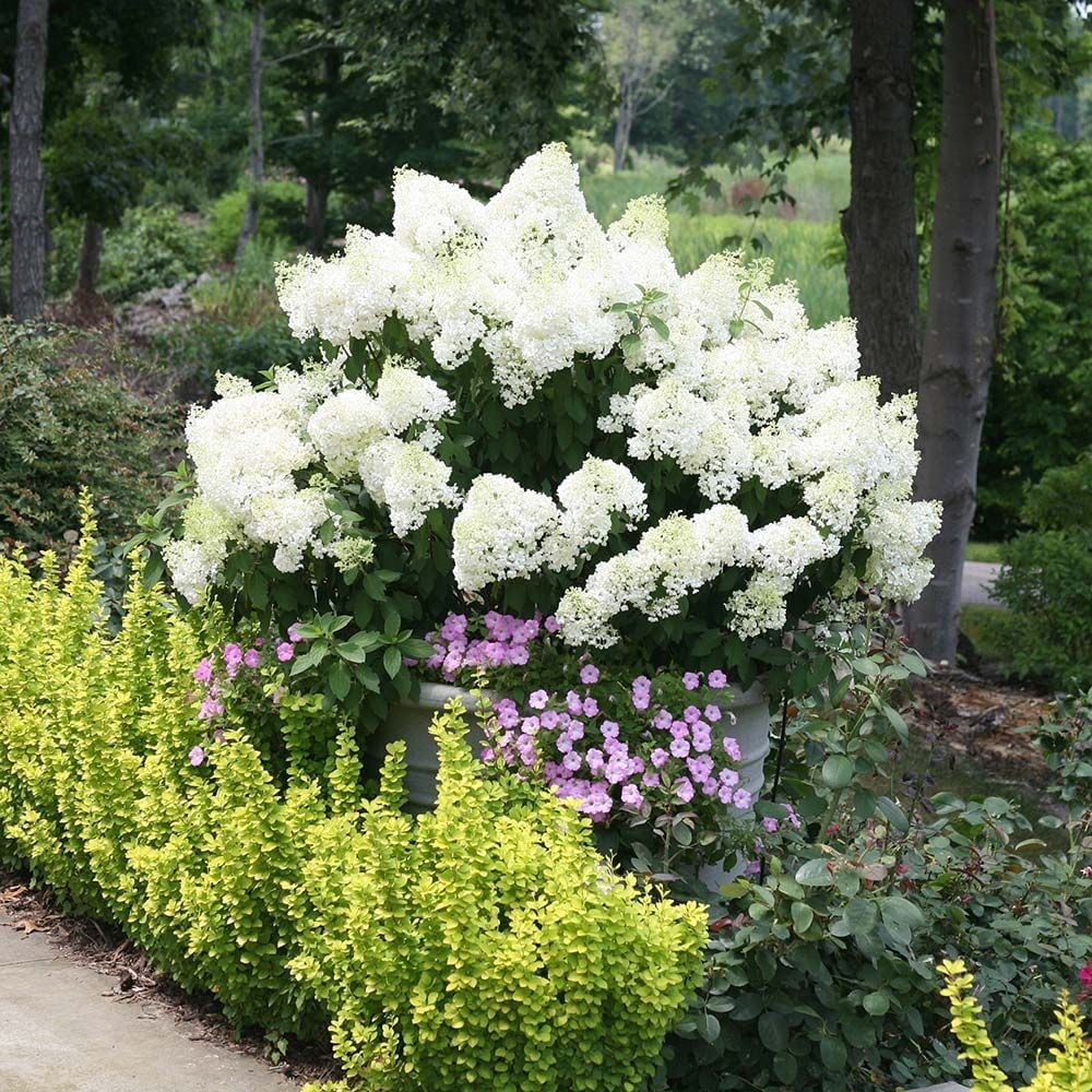 Hortensia paniculata "Bobo" oferă flori albe spectaculoase, ideale pentru grădini și terase.