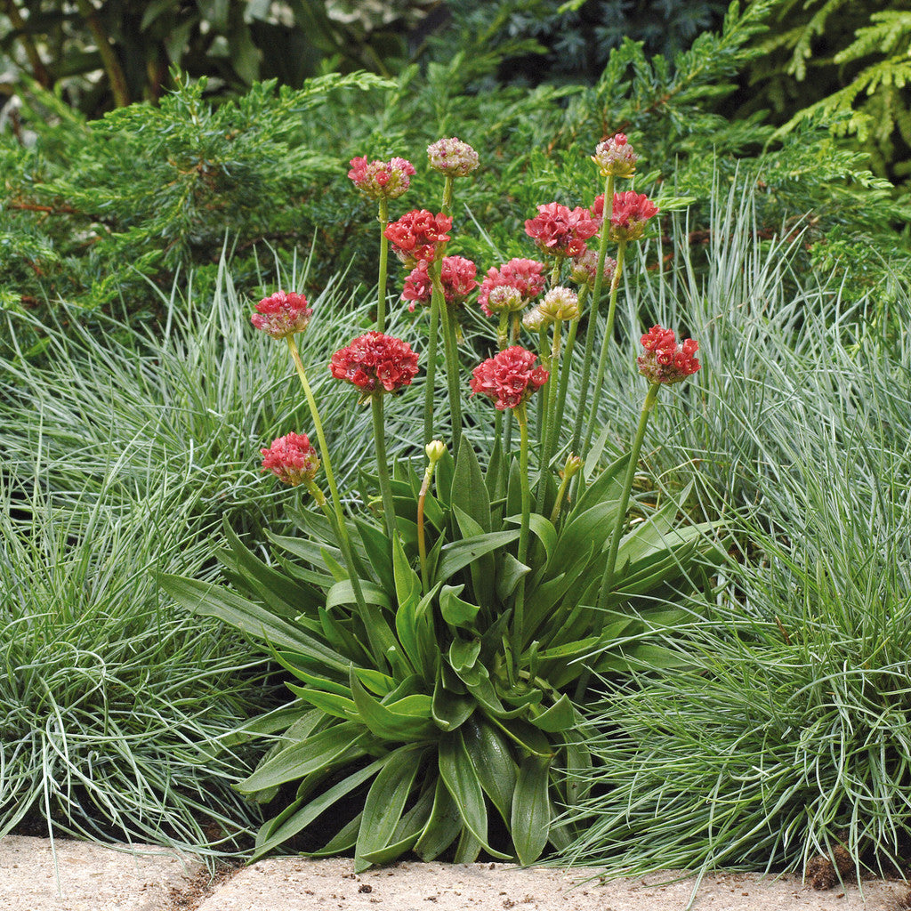 Armeria pseud. 'Ballerina Red'