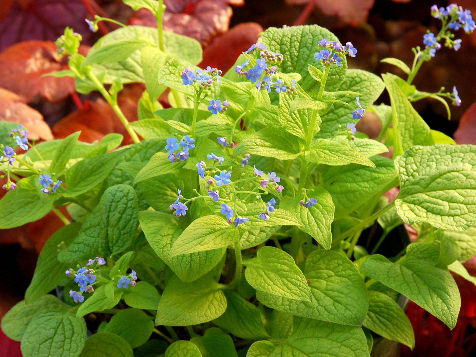 Brunnera macr. 'Diane's Gold'