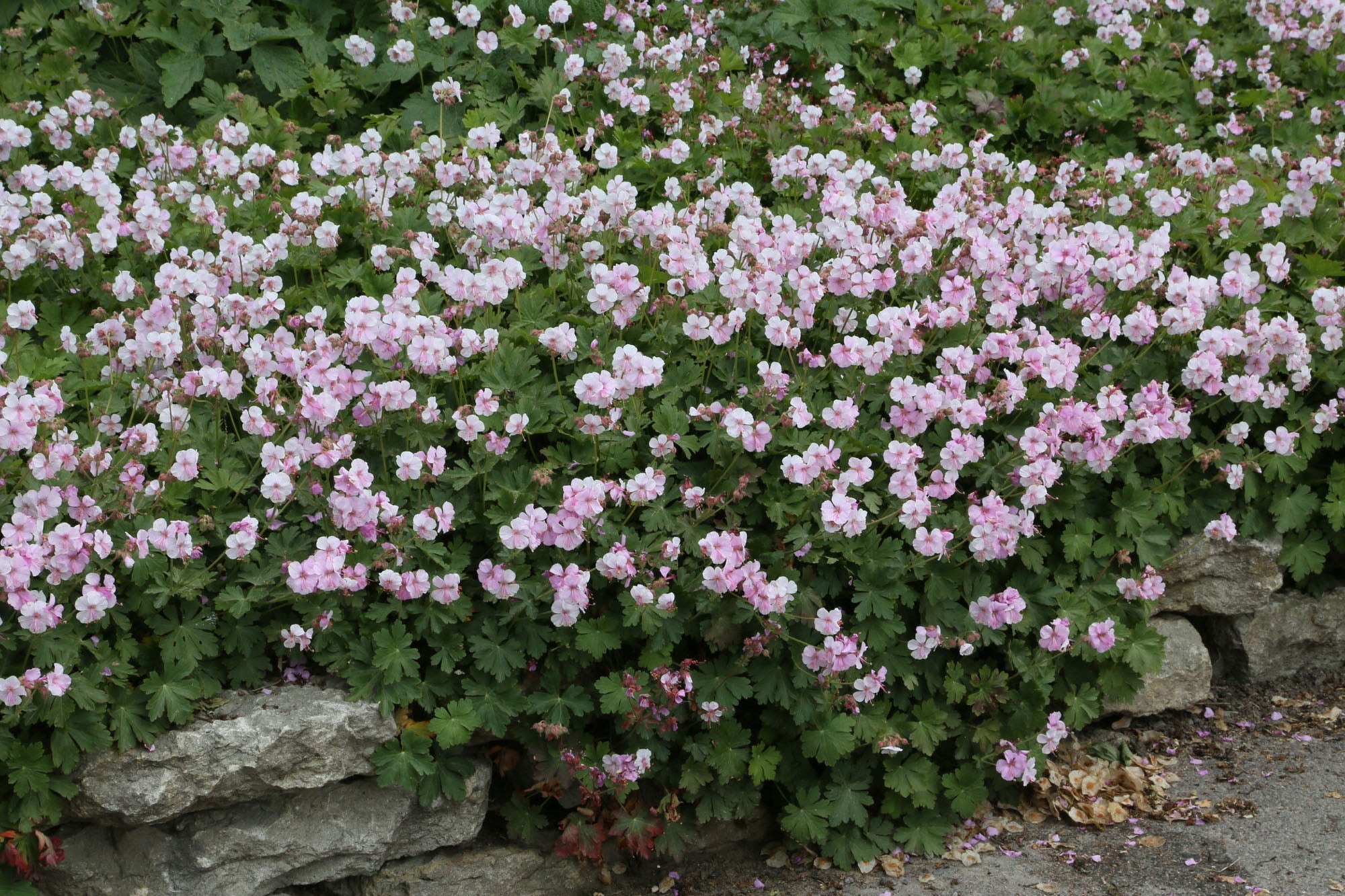 Geranium cantabrigiense x "Biokovo"