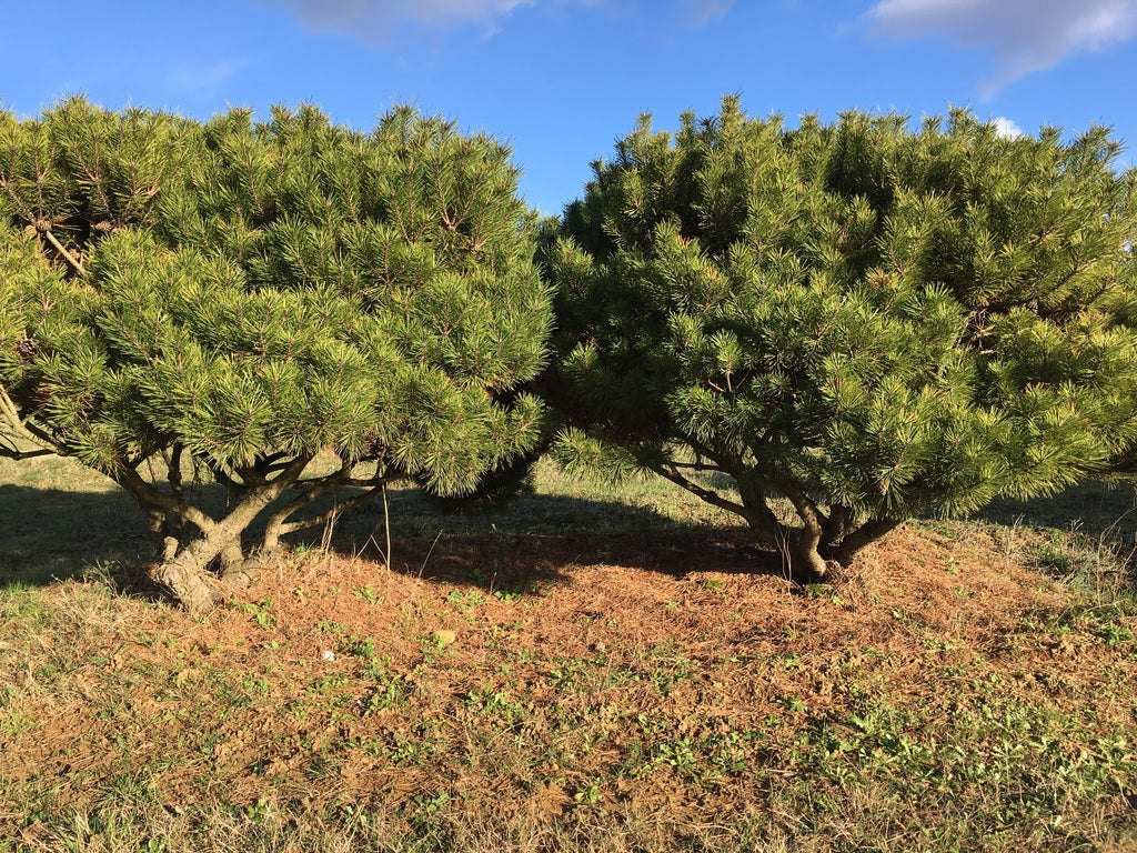 Pin negru "Pierrick Bregeon" / Pinus nigra "Pierrick Bregeon" /