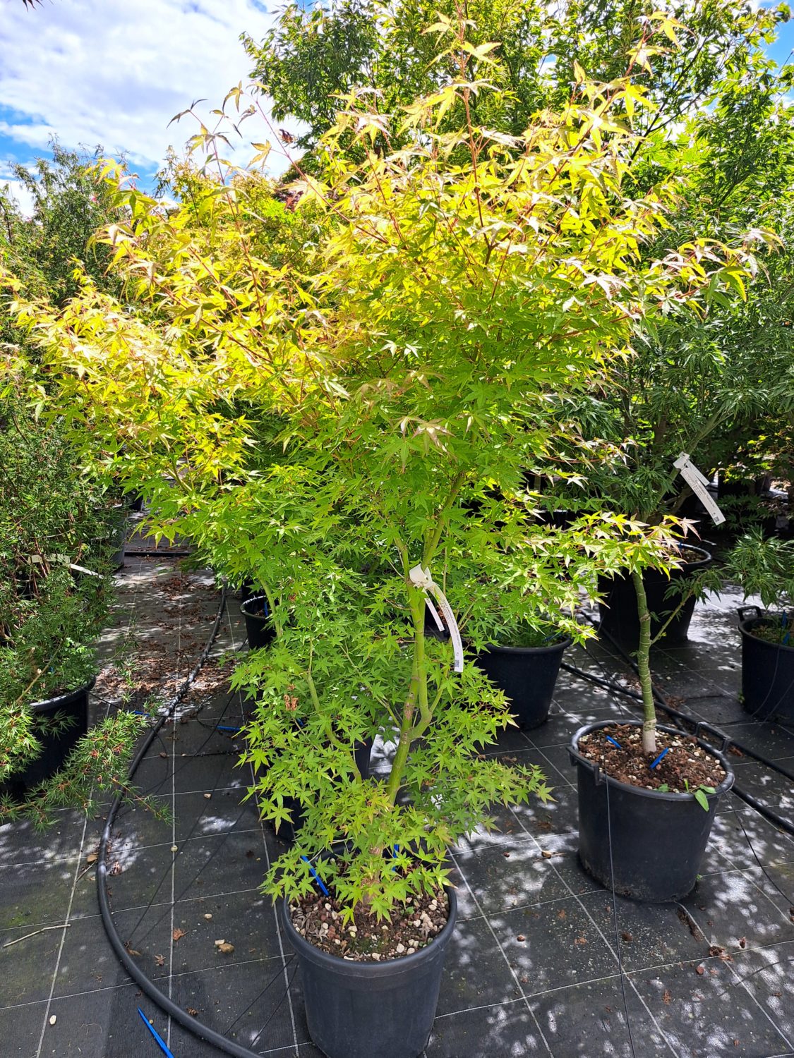 Artar japonez "Sode Nishiki" 1.20 - 1.50 m / Acer palmatum "Sode Nishiki"/