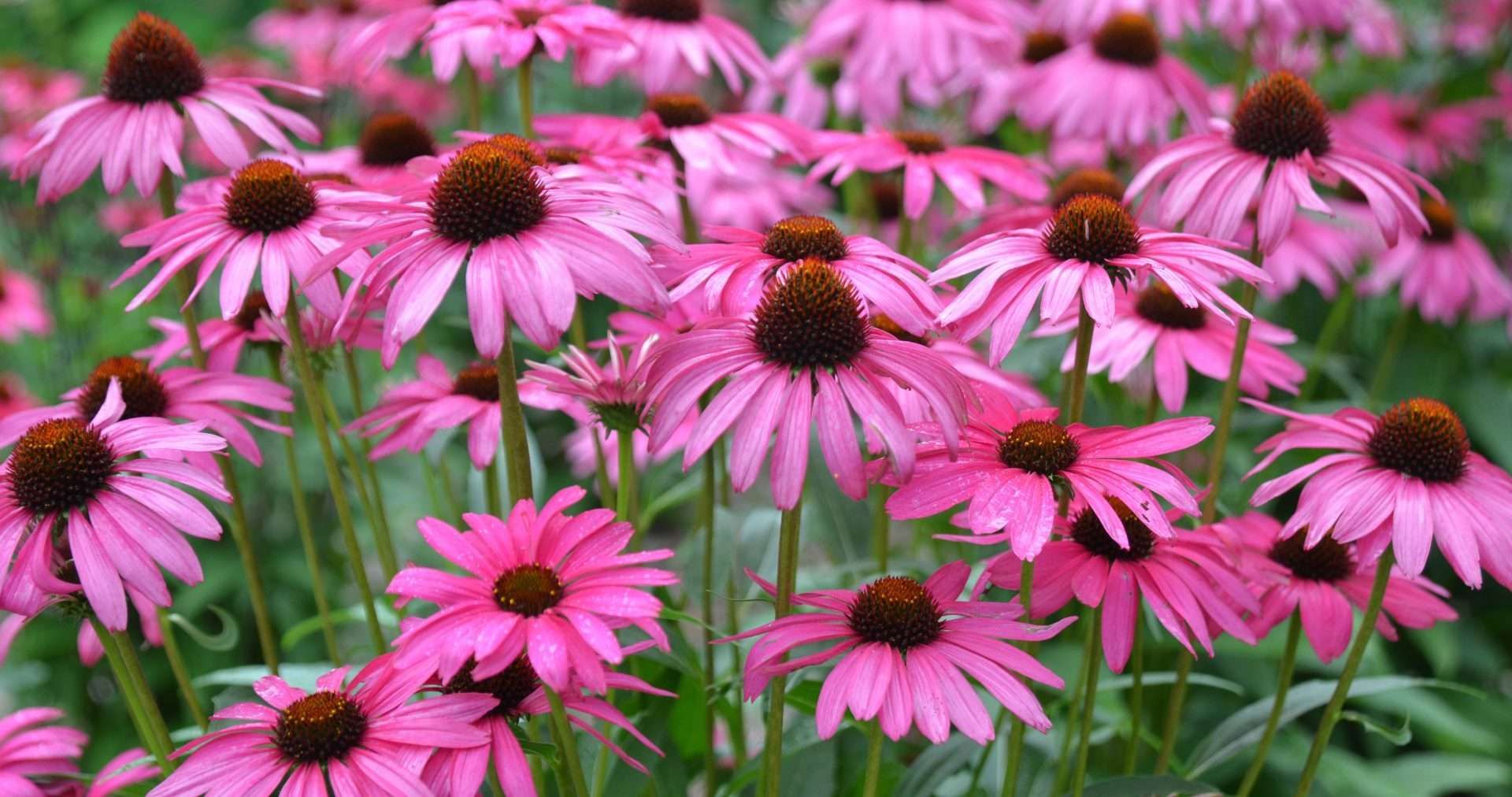 Echinacea purp. "Purple Emperor" 0.20 - 0.40 m