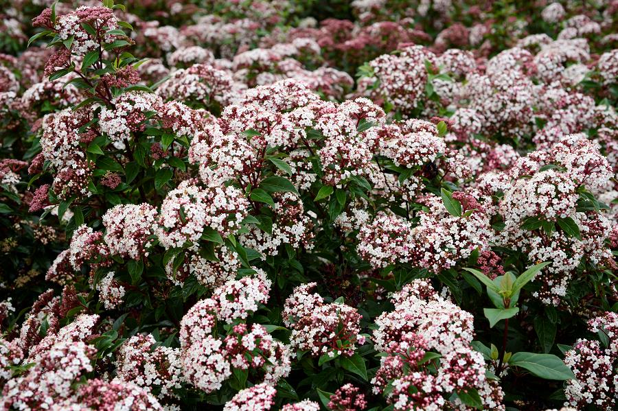 Viburnum tinus "Eve Price" multitulpinal / Viburnum tinus "Eve Price"/