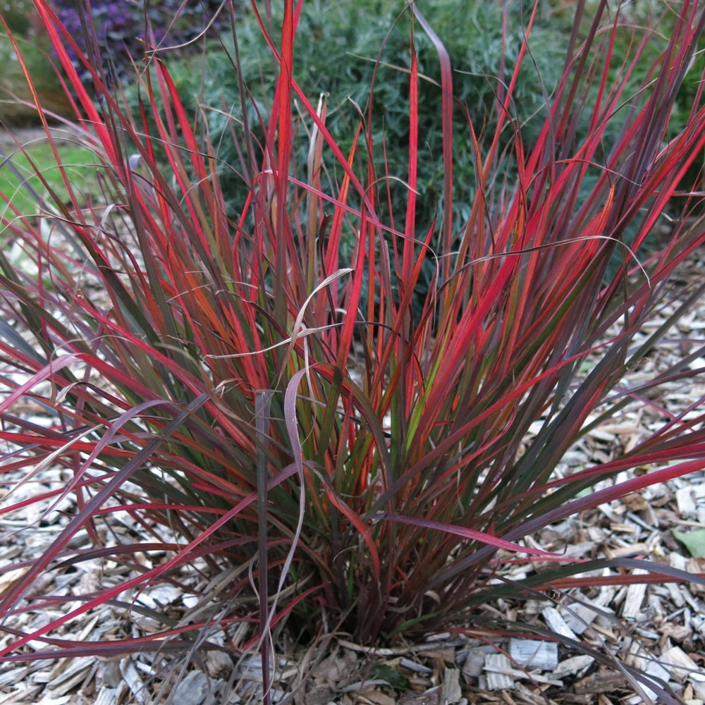 Andropogon gerardii "Red October" 0.20 - 0.30 m