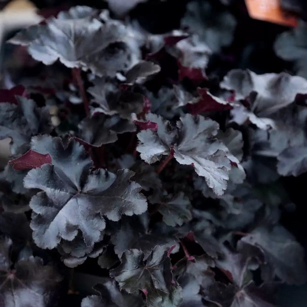 Heuchera "Black Beauty" 0.10 - 0.20 m