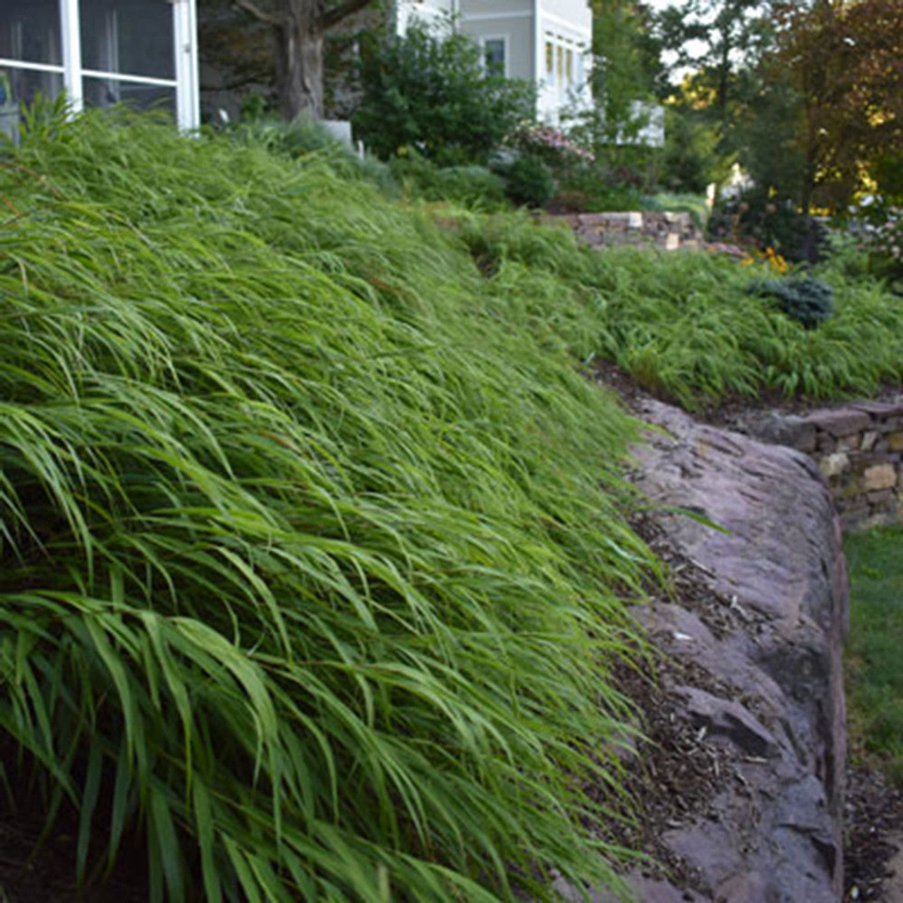 Hakonechloa macra 0.20 - 0.30 m / Hakonechloa macra /