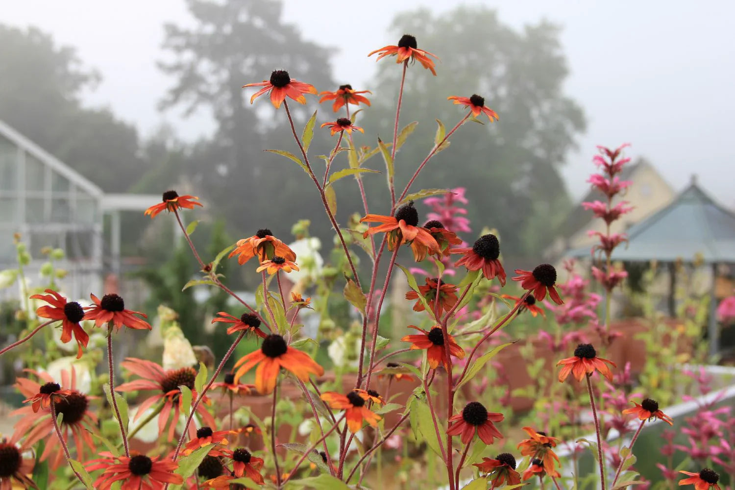 Rudbeckia triloba "Prairie Glow"