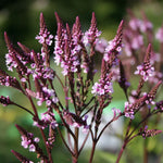 Verbena hasata "Rosea" 0.20 - 0.30 m