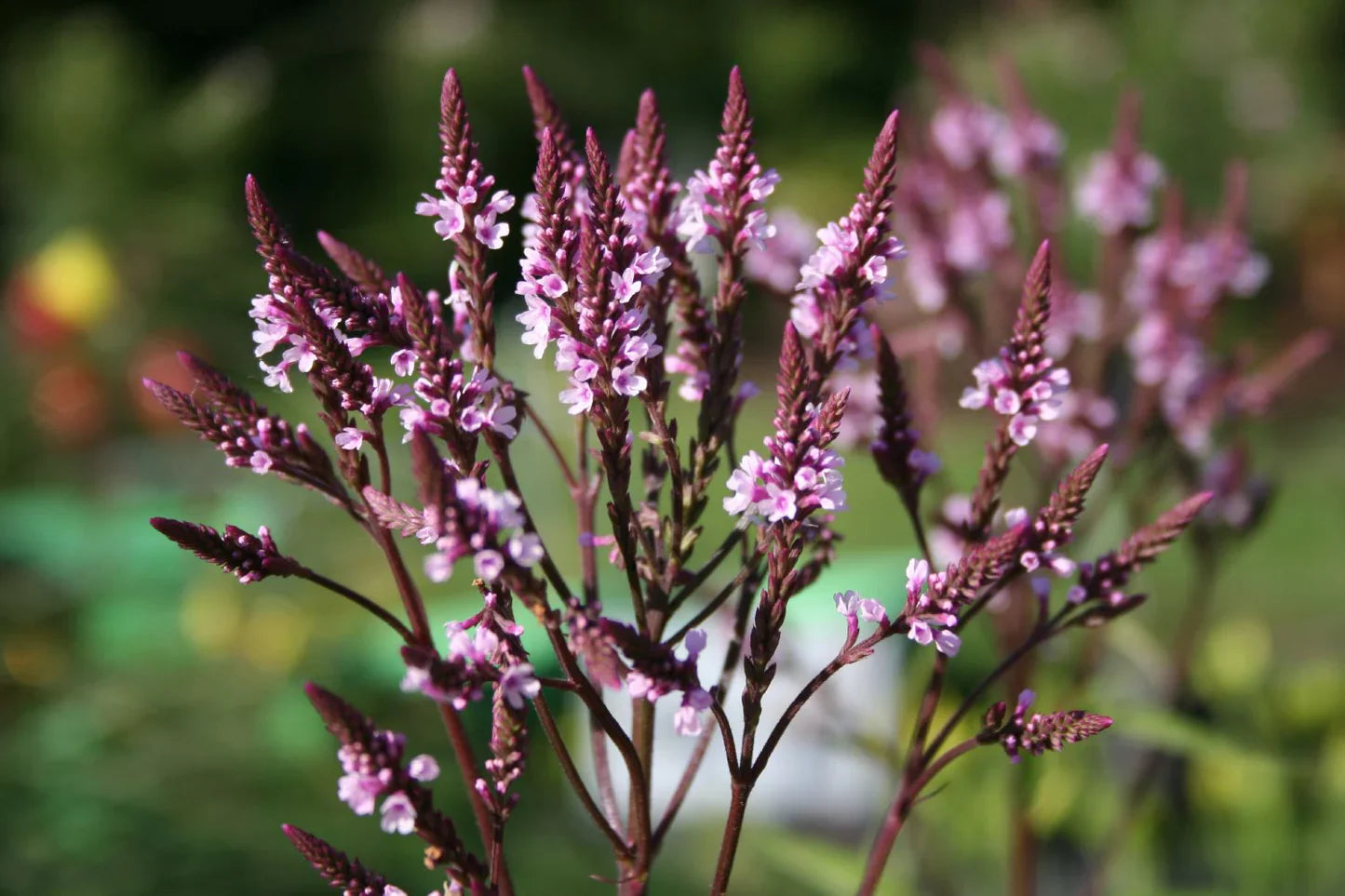 Verbena hasata "Rosea" 0.20 - 0.30 m