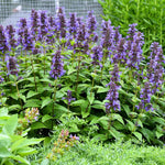 Nepeta kubanica "Neptune"