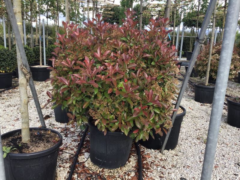 Photinia "Red Robin" minge 0.80 - 1.00 m / Photinia serulata "Red Robin"/