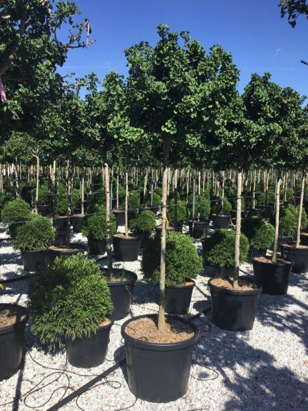 Arborele pagodelor "Mariken" 1.50 m / Ginko biloba "Mariken" / gradina-noastra