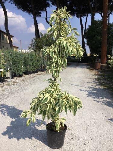 Corn alb "Variegata" 1.00 - 1.20 m /Cornus controversa "Variegata"/ gradina-noastra