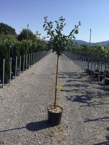 Prun "Stanley" 1.80 - 2.30 m / Prunus domestica "Stanley"/