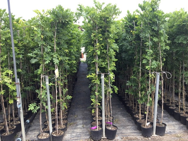 Glicina chinezească "Black Dragon" 2.00 m / Wisteria chinensis "Black Dragon"/