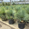 Yucca rostrata 0.60 - 1.00 m / Yucca rostrata/