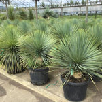 Yucca rostrata 0.60 - 1.00 m / Yucca rostrata/