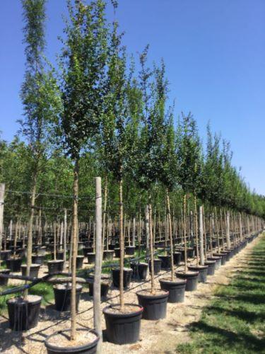 Paducel "Paul's Scarlet" 3.50 - 4.50 m / Crataegus laevigata "Paul's Scarlet"/ gradina-noastra