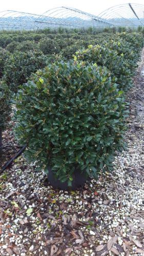 Ilex Nellie Stevens minge 0.80 - 1.00 m / Ilex mutchagara „Nellie R. Stevens”/ gradina-noastra