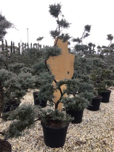 Ienupar "Pfitzeriana Glauca" Bonsai 1.40 - 1.60 m / Juniperus × media "Pfitzeriana Glauca"/