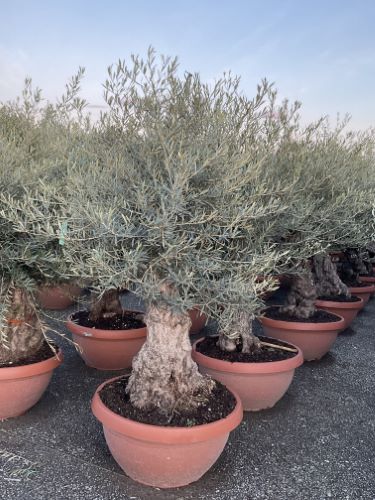Maslin bonsai 1.50 - 2.00 m / Olea Europaea/