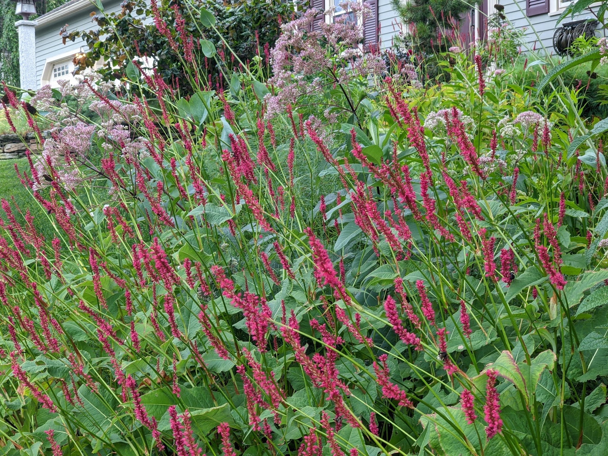 Persicaria amplexicaulis "Speciosa" 0.10 - 0.20 m