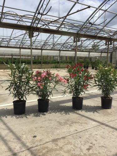 Leandru tufa diferite culori / Nerium oleander/