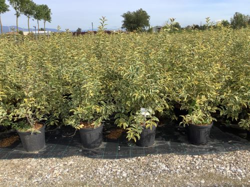 Lemn cainesc "Excelsum Superbum" 1.20 - 1.50 m / Ligustrum japonicum "Excelsum Superbum"/