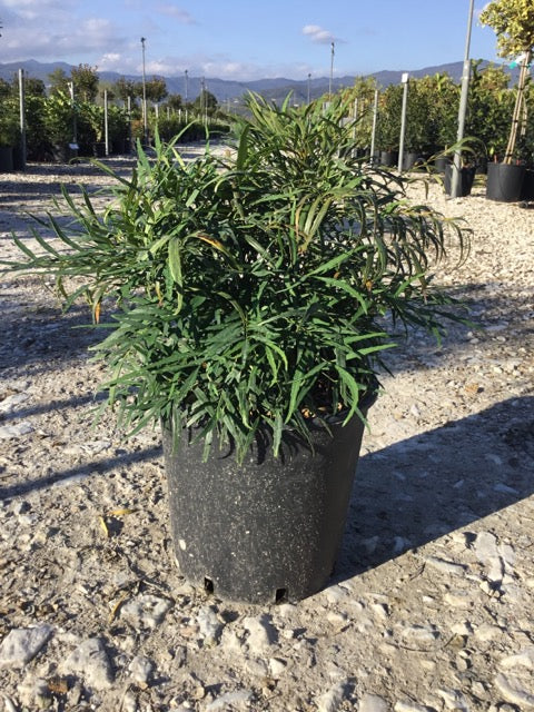 Mahonie "Soft Caress"  0.20 - 0.40 m / Mahonia eurybracteata "Soft Caress" /