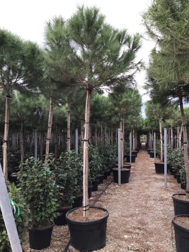 Pin mediteraneean 2.50 - 3.00 m / Pinus pinea /