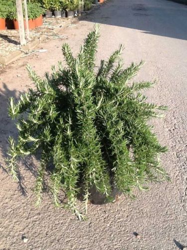 Rozmarin "Prostratus" 0.50 - 0.70 m / Rosmarinus officinalis "Prostratus"/