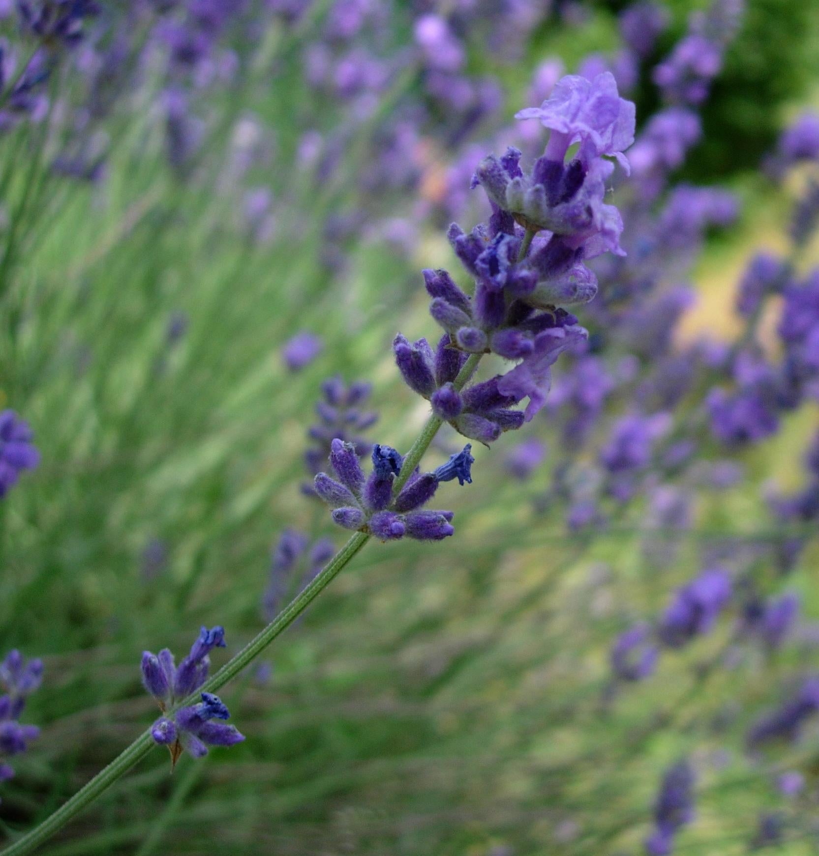 Lavanda "Spicata" 0.30 - 0.40 m / Lavandula angustifolia "Spicata" / - Gradina Noastra