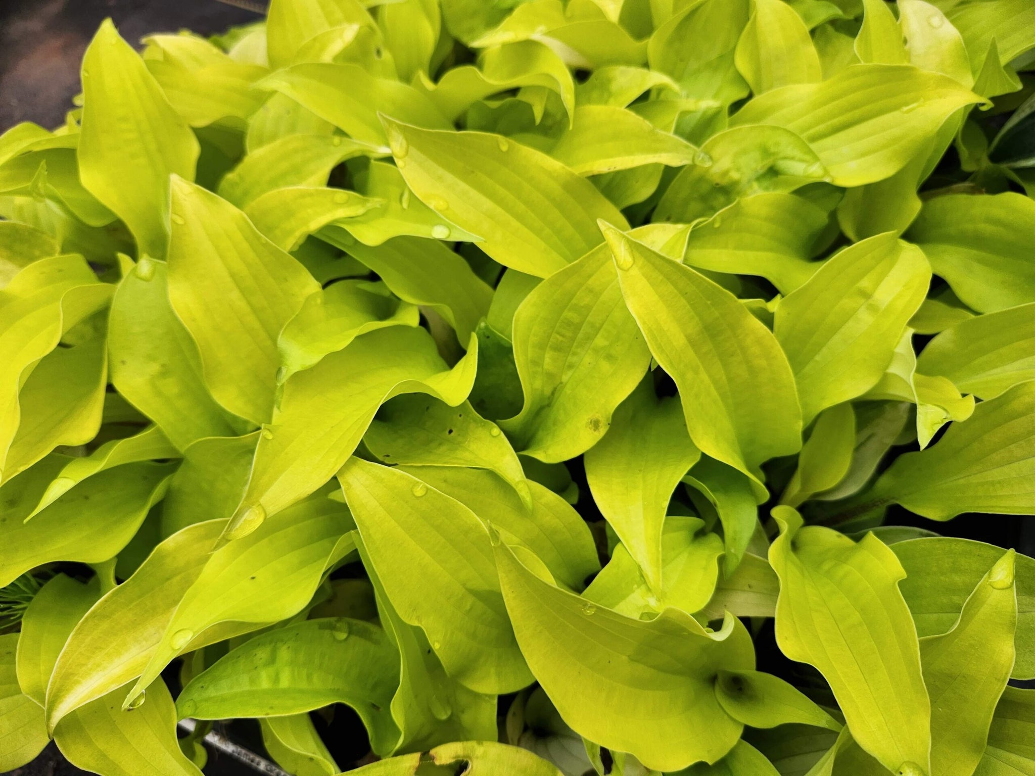 Hosta "Fire Island"