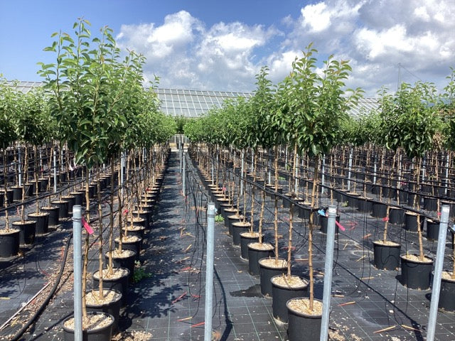 Par „Conference” 1.80 - 2.30 m / Pyrus communis „Conference” /