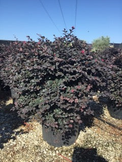 Loropetalum chinense Black Pearl minge 0.70 - 1.00 m / Loropetalum chinense "Black Pearl" /