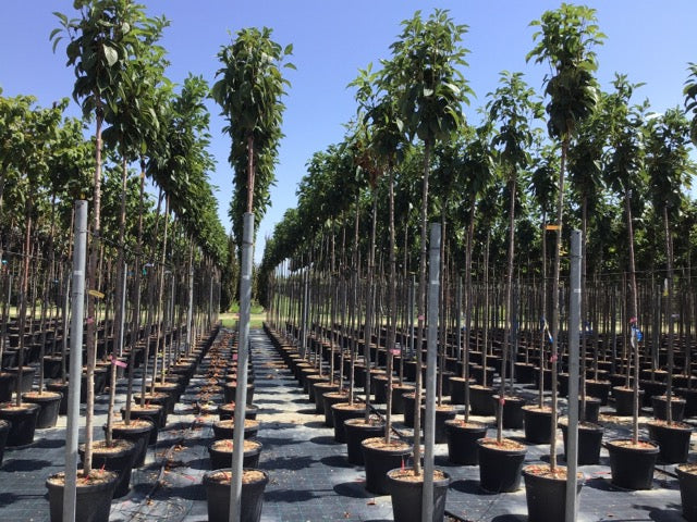 Cires japonez "Amanogawa" 2.00 - 2.50 m / Prunus serrulata "Amanogawa" /