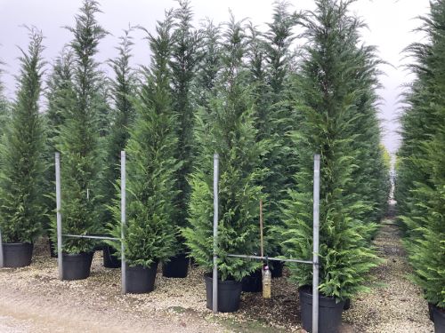 Chiparos leylandii 3.50 - 4.00 m / x Cupressocyparis leylandii /