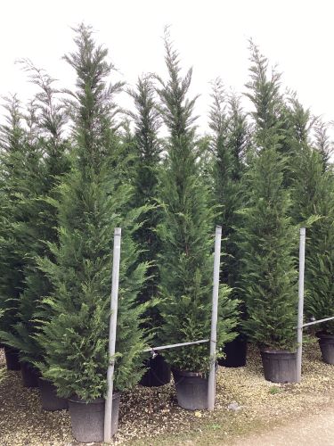 Chiparos leylandii 3.50 - 4.00 m / x Cupressocyparis leylandii /